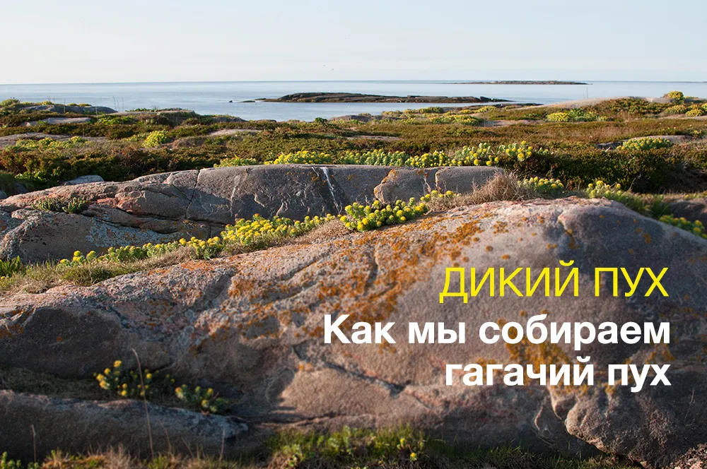 Гагачий пух. Как мы собираем лучший пух в мире