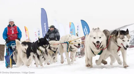 ЗАВЕРШИЛАСЬ МЕЖДУНАРОДНАЯ ГОНКА НА СОБАЧЬИХ УПРЯЖКАХ - ВОЛГА КВЕСТ 2016