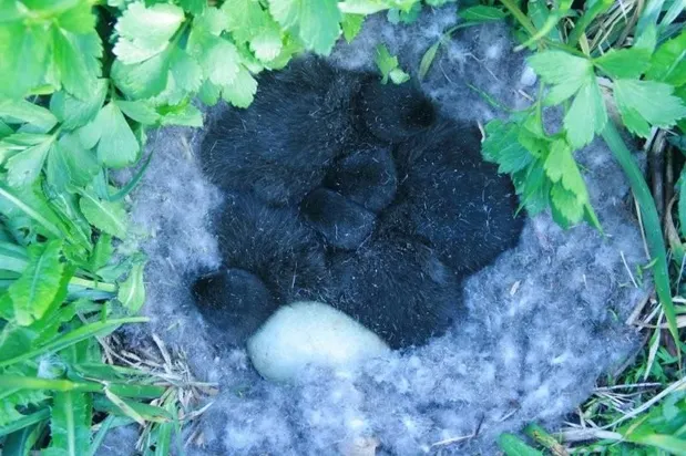 «Гагачий пух – золотое руно северных морей»