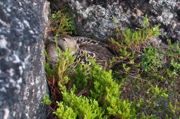 Гагачий пух: тонкости добычи и обработки