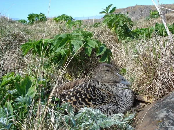«Настоящий гагачий пух». Йон Свейнссон