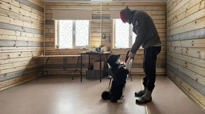 Новый оператор съемочной группы "Вселенная белого медведя", местная лайка Нива.  "Смелая", - говорит о ней Леонид Круглов