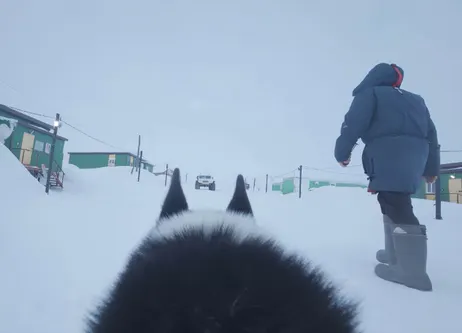 Хроники проекта «Вселенная белого медведя».