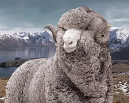 Шерсть возвращается в Outdoor