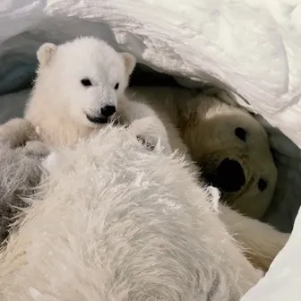 Вселенная белого медведя – кинопроект при поддержке БАСК